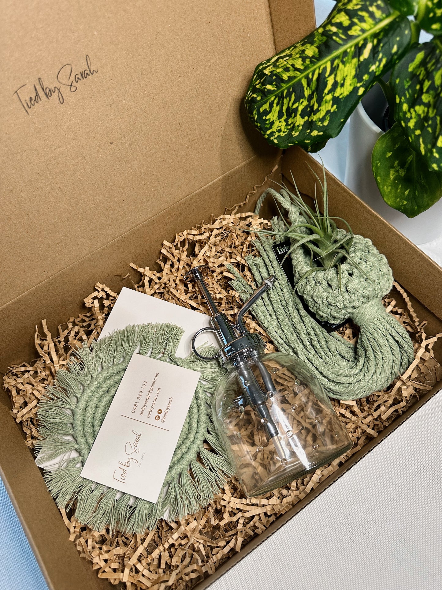 Air-plant Pod Gift Box